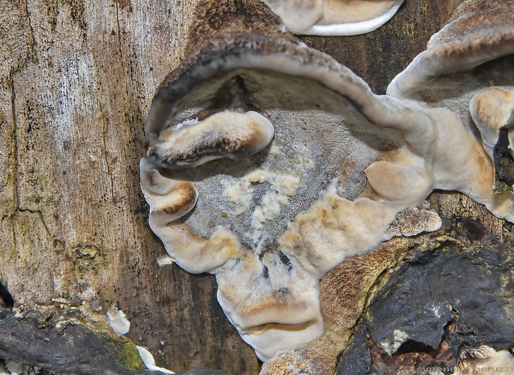 Bjerkandera adusta